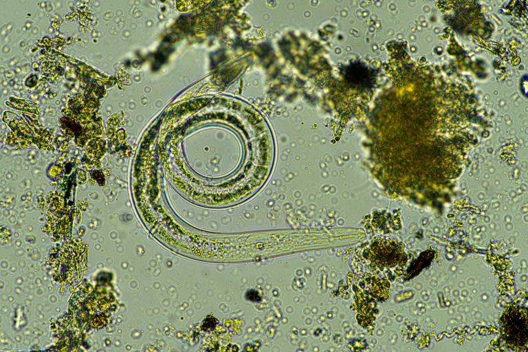 microorganisms and soil biology, with nematodes and fungi under the microscope
