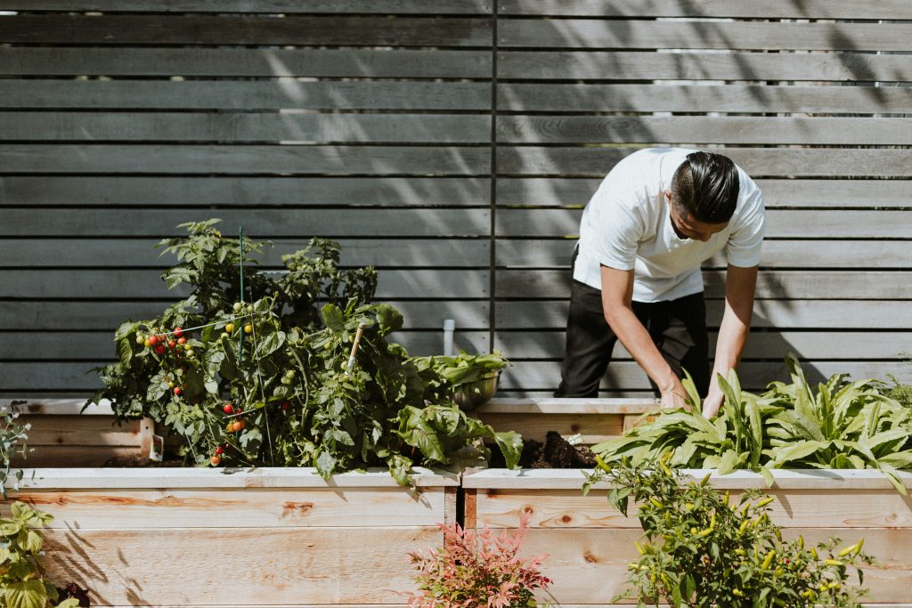 The Rise of Urban Farming: Cultivating Sustainable Communities