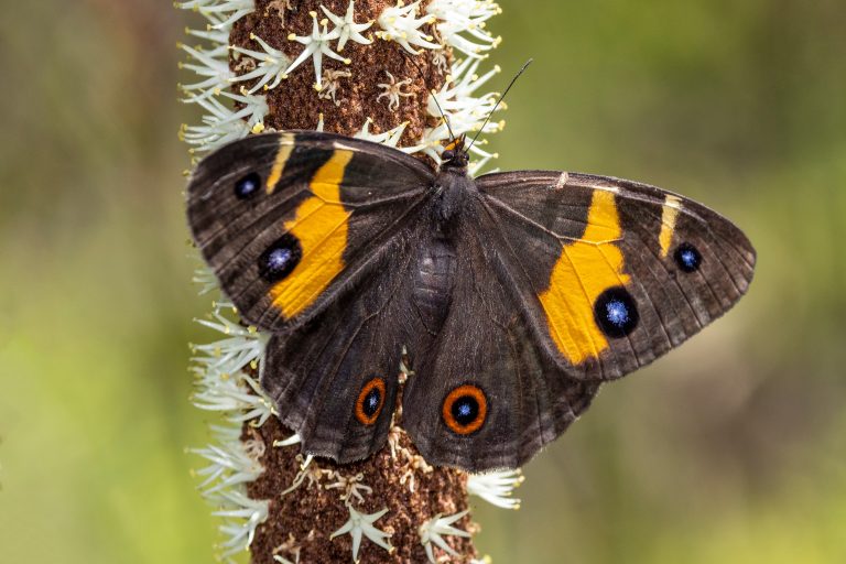 Australian Sword-grass Brown Butterfly feeding on nectar of a Grass Tree